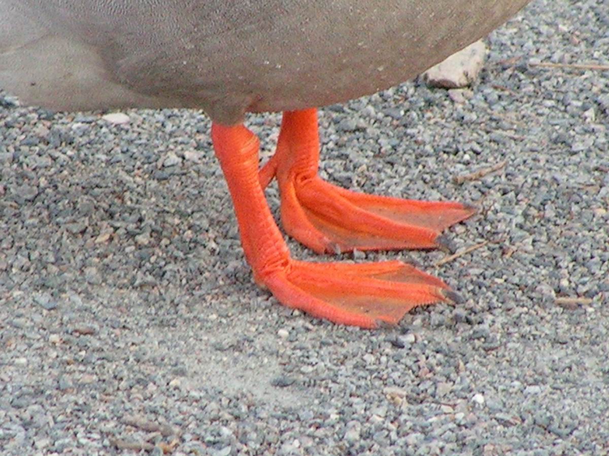 Combien De Pattes A Un Canard Combien De Pattes A Un Canard | AUTOMASITES